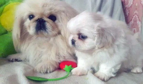 В первый месяц жизни малыш пекинеса питается материнским молоком