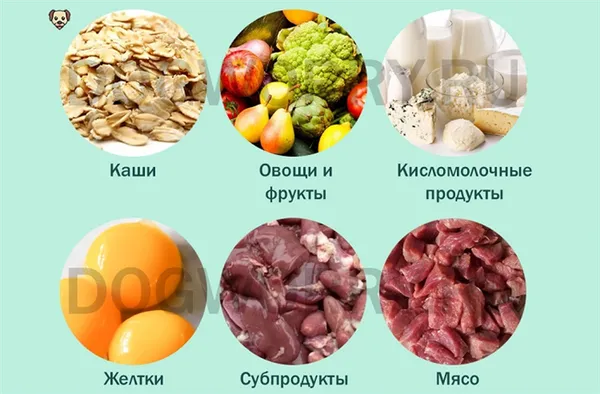 Питание для щенка до шести месяцев