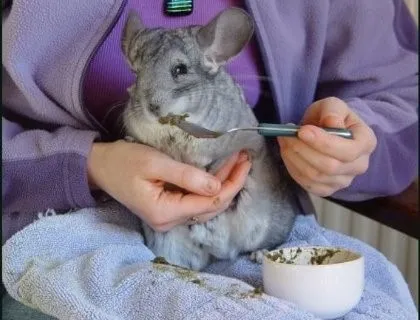 Инструкция по кормлению шиншилл в домашних условиях: создаем вкусный и полезный рацион. Чем кормить шиншиллу. 4