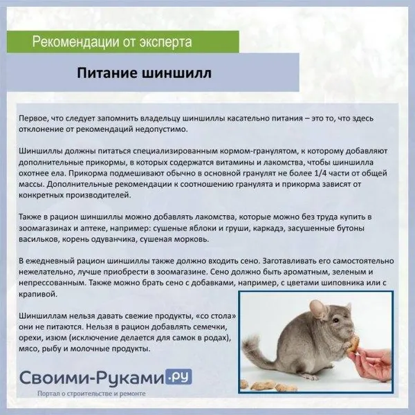 Чем кормить шиншиллу? рацион шиншилл