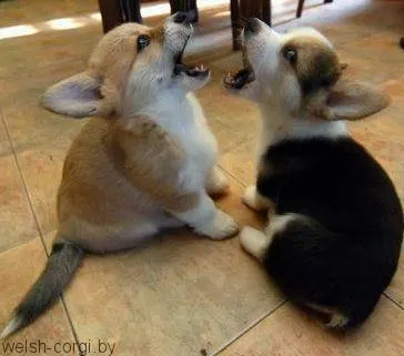 щенки вельш корги пемброк