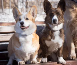 пемброк в саду с цветами