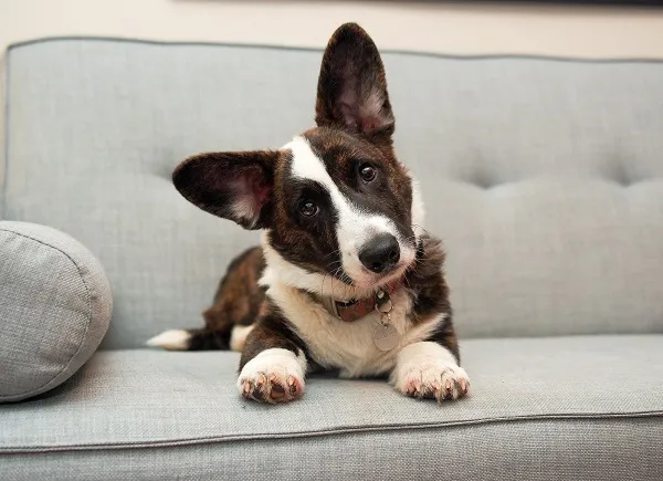 Кардиганы любят отдыхать.