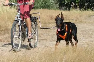 Как правильно ухаживать за домашними животными. Уход за домашними животными. 3