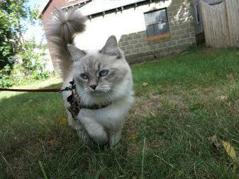 Для многих очищение зубов у кошек и котов покажется странным занятием, но ветеринары советуют проводить данную процедуру регулярно