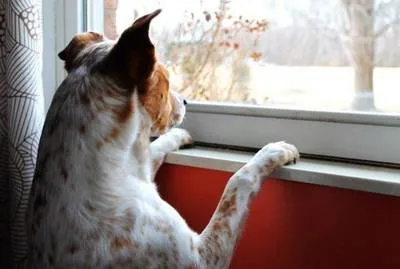 Особое внимание стоит уделять глазам, ушкам и носу кошки