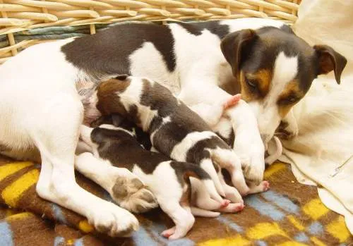 Собака и щенки