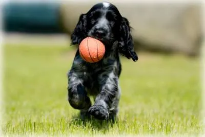 Щенок русского спаниеля