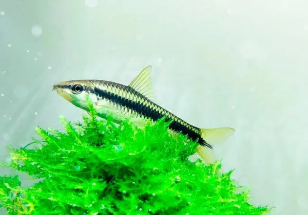 Сиамский водорослеед отдыхаем на пучке мха