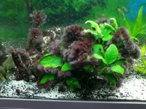 Черная борода в аквариуме: что это такое, почему появляется и как от нее избавиться. Черная борода в аквариуме. 2