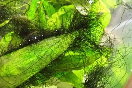 черная борода на растениях в аквариуме