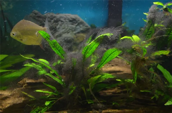 Черная борода в аквариуме: что это такое, почему появляется и как от нее избавиться. Черная борода в аквариуме. 6