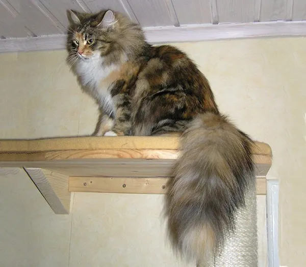 Сибирский кот