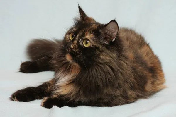 Черепаховый сибиряк