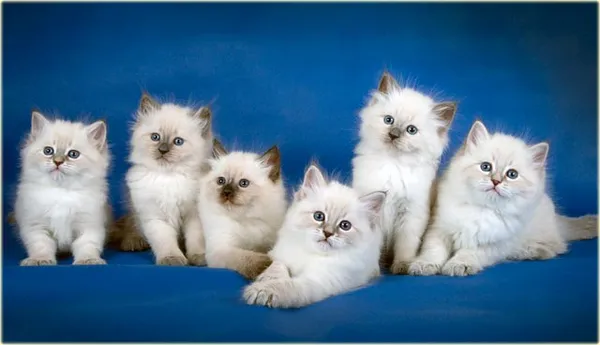 Сибирские котята окраса колорпойнт