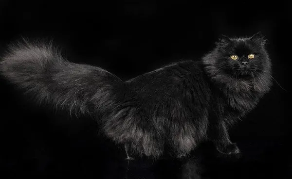 Черный сибирский кот