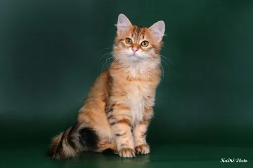 Золотая кошка