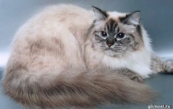 Сибирская-кошка-истинный-идеал-русской-красоты-и-гордость-России-16