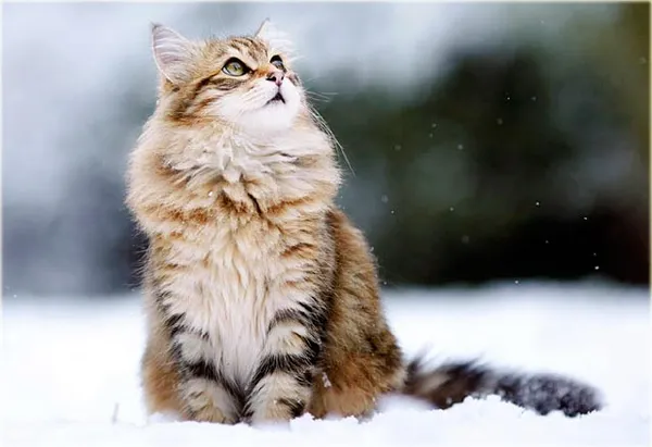 уход за сибирской кошкой