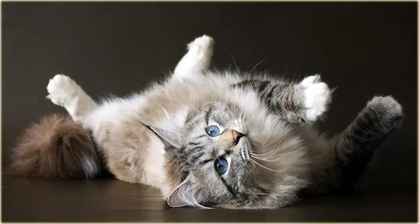 Характер сибирской кошки