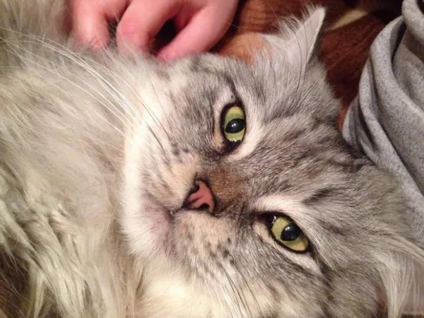 Окрас смоки-сильвер