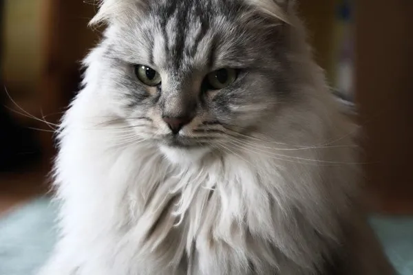 Серый сибирский кот