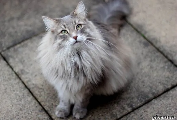 Сибирская-кошка-истинный-идеал-русской-красоты-и-гордость-России-3