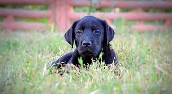 Уход за щенками