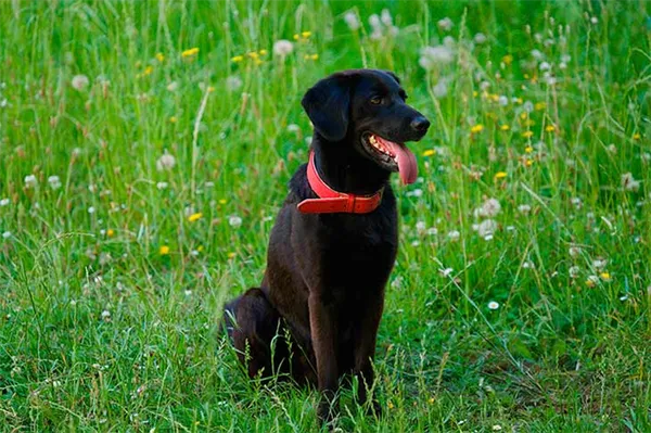 Описание породы, стандарты и внешний вид