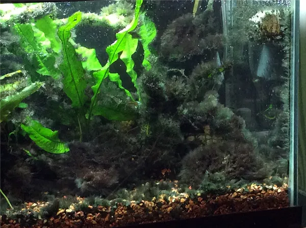 черная борода в аквариуме как избавиться