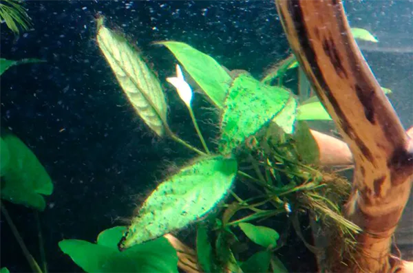 Черная борода на растении