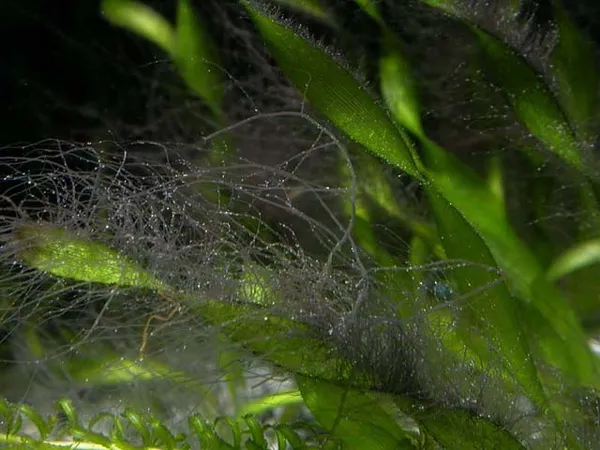 Как избавиться от водоросли черная борода в аквариуме: методы