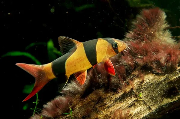 Черная борода на коряге