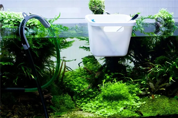 Подмена воды в аквариуме: как, сколько и как часто менять воду в. 