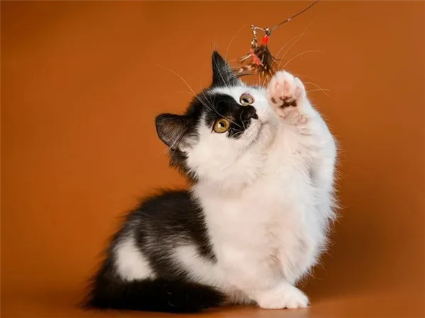 Чёрно-белый окрас кошки: магия контрастного узора. Черно белый кот. 4