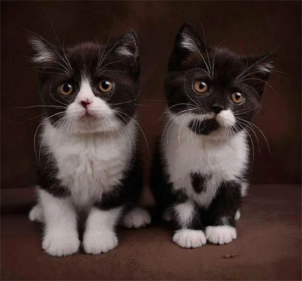 Разведение биколорных котят