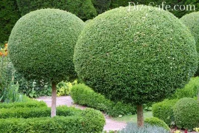 топиарий из кофе монет и молнии