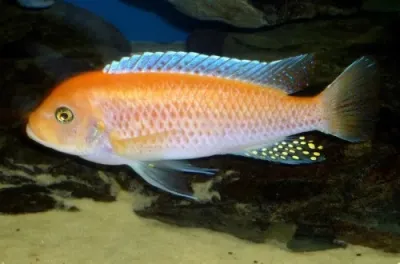 красная зебра в природе