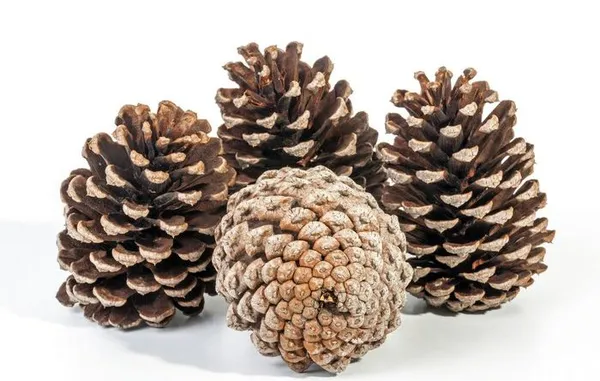 Еловые шишки