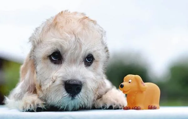 Денди-динмонт-терьер-собака-Описание-особенности-виды-уход-и-цена-породы-11