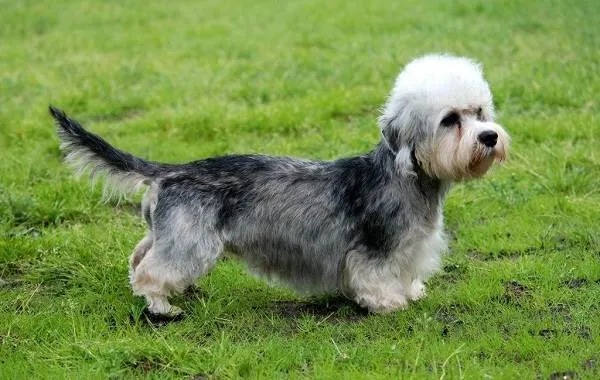 Денди-динмонт-терьер-собака-Описание-особенности-виды-уход-и-цена-породы-14