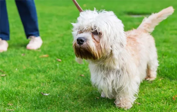 Порода собаки Денди-динмонт-терьер