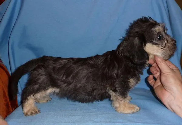 Щенок собаки породы Денди-динмонт-терьер