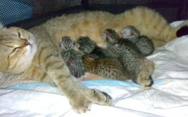 Длина, вес и размер шотландской кошки. Вес шотландского котенка по месяцам. 2