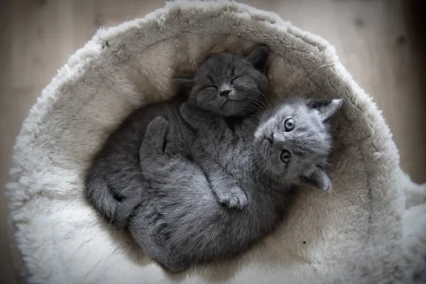 Длина, вес и размер шотландской кошки. Вес шотландского котенка по месяцам. 5