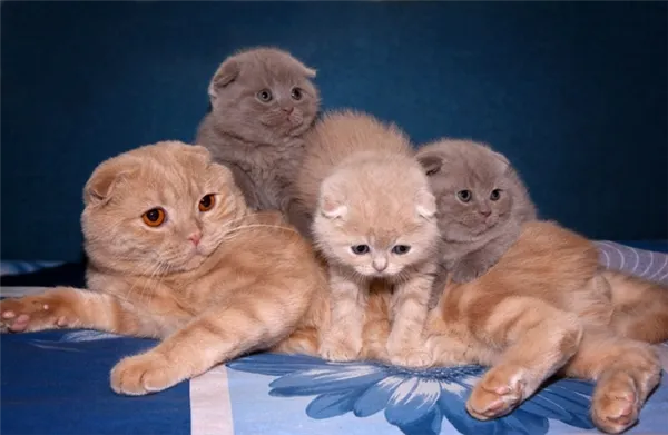Вес шотландского котенка по месяцам