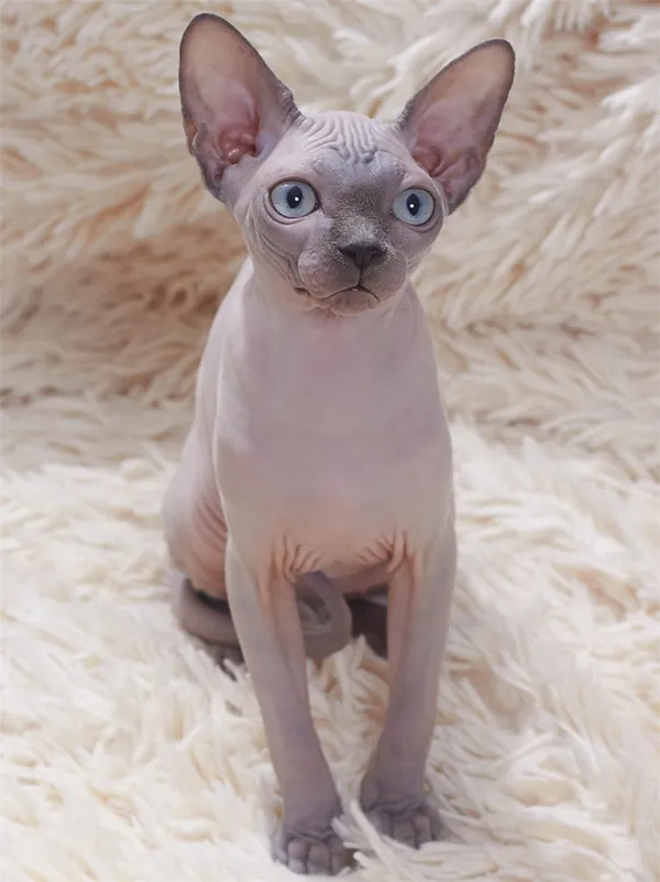 донской сфинкс подросткового возраста фото