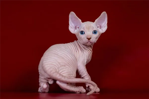 Донской сфинкс окрас кремовый