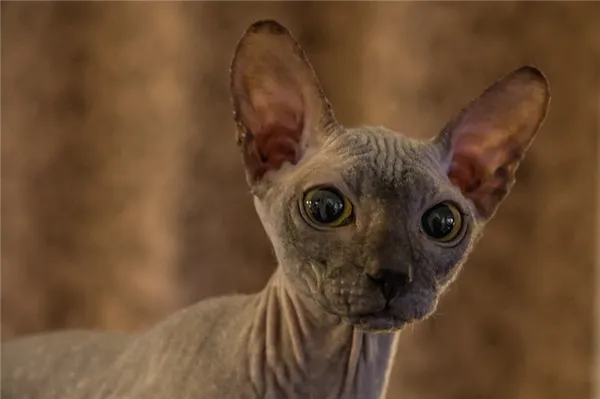 Донская кошка сфинкс фото.jpg