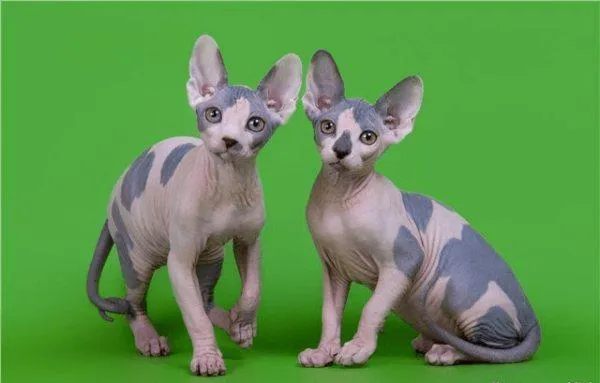 Донской сфинкс арлекин